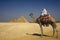 Bedouin On Camel Against Pyramids In Egypt