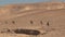 Bedouin Camel Caravan in the Israeli Desert