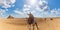 A bedouin on a camel in the desert near the Pyramids of Giza, Egypt