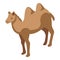 Bedouin camel icon isometric vector. Desert camp