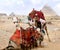 Bedouin camel rests near the Pyramids