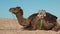 Bedouin camel on sand in desert close up. Dromedary camel showing big teeth