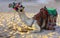 Bedouin camel, tied with a long rope lies on a sandy beach near the sea against a background of yellow sand. where no one surround