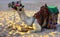 Bedouin camel, tied with a long rope lies on a sandy beach near the sea against a background of yellow sand. where no one surround