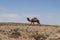 Bedouin Camel Walking in the Negev Desert