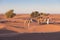 Bedouin and camel on way through sandy desert Beautiful sunset with caravan on Sahara, Morocco Desert with camel and nomads