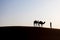 Bedouin and camel on way through sandy desert Nomad leads a camel Caravan in the Sahara during a sand storm in Morocco Desert.