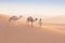 Bedouin and camel on way through sandy desert Nomad leads a camel Caravan in the Sahara during a sand storm in Morocco Desert.