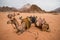 Bedouin camels taking a rest, Jordan