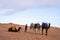 Bedouin with caravan of camels on sand in desert against blue sky