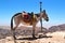 Bedouin donkey in the mountains, colored plaid under the saddle, Petra, Jordan