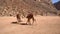 Bedouin drags a group of dromedaries walking in Jordanian desert of Wadi Rum