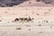 Bedouin - the driver rides a camels and holds several camels in Wadi Rum desert near Aqaba city in Jordan