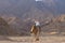 Bedouin on his camel, Blue Hole, Dahab