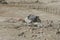 Bedouin houses in the desert near Dead Sea. Poor regions of the world. A indigent Bedouin sitting at the tent. Poverty in Jordan.