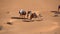 Bedouin leading a string of camels