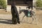 Bedouin life. An elderly woman entertains tourists. An old granny with a donkey and a little goat