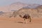 Bedouin nomads camp with camels