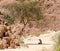 Bedouin prays sitting on the sand in the shade of a tree in the desert against the backdrop of mountains in Egypt Dahab South