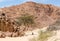 Bedouin prays sitting on the sand in the shade of a tree in the desert against the backdrop of mountains in Egypt Dahab South