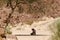 Bedouin prays sitting on the sand in the shade of a tree in the desert against the backdrop of mountains in Egypt Dahab South