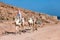 Bedouin rides camel