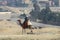 Bedouin sitting on a camel and watching the construction site in the desert.