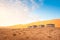 Bedouin tents in desert on sun rise, wahiba sand,oman