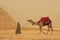 Bedouin walking with camel near Pyramid of Giza, Cairo