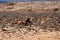 Bedouin woman with goats nearby salalah, Oman