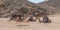 Bedouin women and man near the camels in anticipation of tourists. Village in the Sahara desert