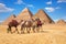 Bedouins on camels in front of the famous Giza Pyramids in Egypt