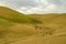 Bedouins Goats Herd at Landscape, Israel