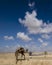 Bedouins with a herd of camels