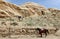 Bedouins horses in Petra, Jordan-- it is a symbol of Jordan, as well as Jordan\'s most-visited tourist attraction