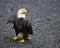 Bedraggled adult bald eagle on the beach