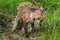 Bedraggled Looking Red Fox Vixen (Vulpes vulpes) Stands at Den