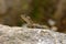 Bedriaga rock lizard - Archaeolacerta bedriagae lizard in family Lacertidae, only found on the islands Corsica bedriagae and