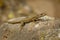 Bedriaga rock lizard - Archaeolacerta bedriagae lizard in family Lacertidae, only found on the islands Corsica bedriagae and