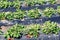 Beds covered with black film with bushes of strawberries