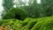 Beds of cropped plants in the kodaikanal chettiar park .