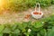 Beds with fresh organic crops on the bush and harvested berries.