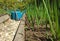 beds with green onions and stony path between them