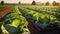 beds growing fresh cabbage a farming cultivation harvest summer plantation