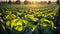 beds with growing fresh cabbage a farming cultivation harvest summer plantation