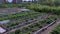 Beds of growing onions and strawberries in farm, gardening and farming concept.