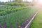 Beds of growing onions and strawberries in farm, gardening and farming concept.