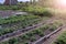 Beds of growing onions and strawberries in farm, gardening and farming concept.
