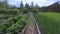 Beds of growing onions and strawberries in farm, gardening and farming concept.