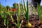 The beds with onions growing on a personal plot in an open ground